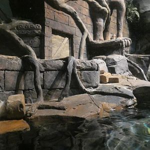 Asian Small Clawed Otter Exhibit, River Scout - Aug. 2021