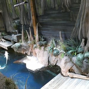 Albino Alligator Exhibit, River Scout - Aug. 2021