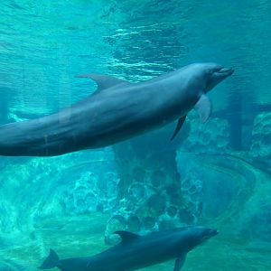 Bottlenose Dolphin, Dolphin Coast - Aug. 2021