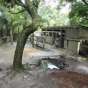 Lowland Anoa Exhibit, Asian Gardens - Aug. 2021