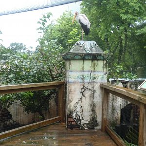 Sulawesi Aviary, Asian Gardens - Aug. 2021