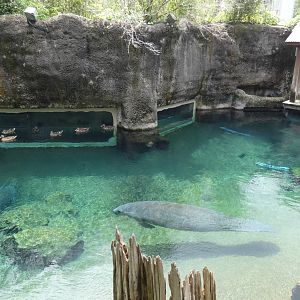 2nd Manatee Exhibit, Florida - Aug. 2021