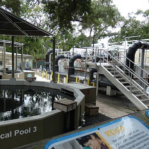 Manatee Rehabilitation Center, Florida - Aug. 2021