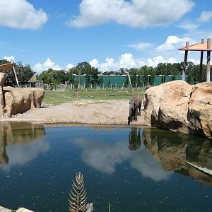 African Elephant Exhibit, Safari Africa & The Ituri Forest - Aug. 2021