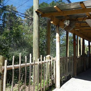 Shoebill Stork Exhibit, Safari Africa & The Ituri Forest - Aug. 2021