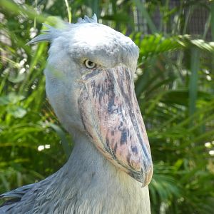 Shoebill Stork, Safari Africa & The Ituri Forest - Aug. 2021