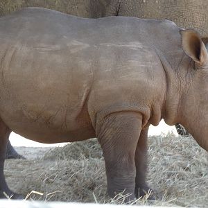 2 Month Old White Rhino Calf, Safari Africa & The Ituri Forest - Aug. 2021
