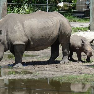 2 Month Old White Rhino Calf And Mother, Safari Africa & The Ituri Forest - Aug. 2021