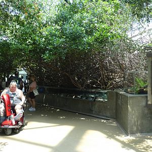Mangrove Tunnel, Wetlands Trail - Aug. 2021