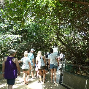 Mangrove Tunnel, Wetlands Trail - Aug. 2021