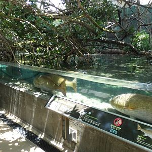 Mangrove Tunnel, Wetlands Trail - Aug. 2021