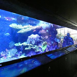 Reef Tank, Journey To Madagascar - Aug. 2021