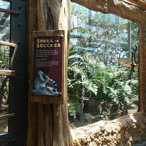 Ring Tailed Lemur Exhibit, Journey To Madagascar - Aug. 2021