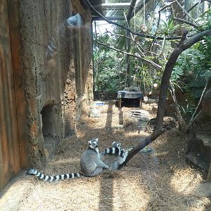 Ring Tailed Lemur Exhibit, Journey To Madagascar - Aug. 2021