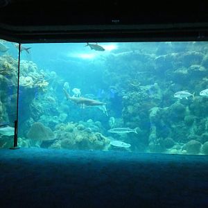 Main Tank, Coral Reef - Aug. 2021