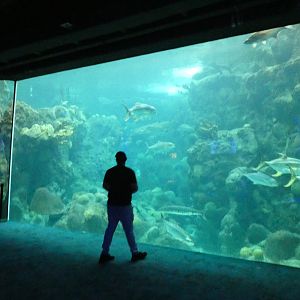 Main Tank, Coral Reef - Aug. 2021