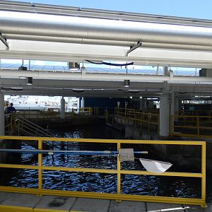 Coral Reef Main Tank (View From Upper Deck) - Aug. 2021