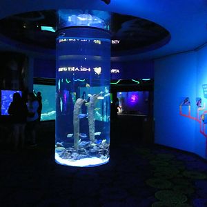 Waves of Wonder - Aug. 2021