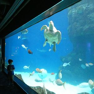 Heart of the Sea Tank, Waves of Wonder - Aug. 2021