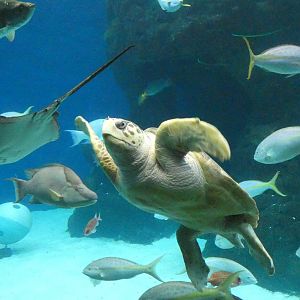 Sea Turtle, Heart of the Sea Tank, Waves of Wonder - Aug. 2021