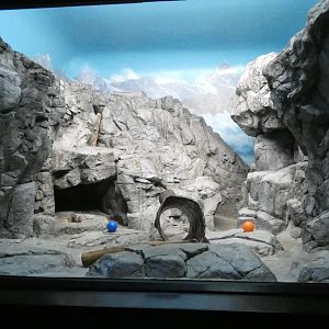 Pallas's Cat Exhibit, Night Hunters - Aug. 2021