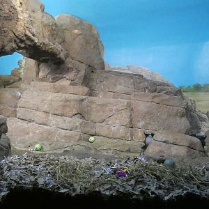 Aardwolf Exhibit, Night Hunters - Aug. 2021