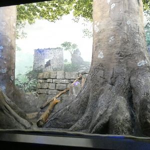 Ocelot Exhibit, Night Hunters - Aug. 2021