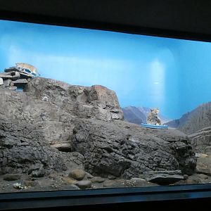 Sand Cat Exhibit, Night Hunters - Aug. 2021