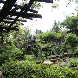 Outdoor Gorilla Habitat, Gorilla World - Aug. 2021