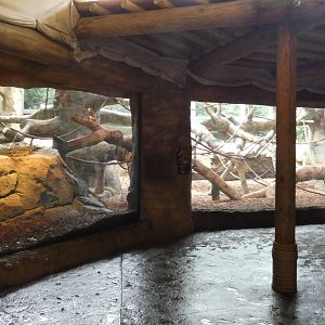 Indoor Gorilla Dayroom, Gorilla World - Aug. 2021