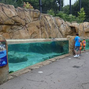 Little Blue Penguin Exhibit, Roo Valley - Aug. 2021