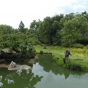Mixed Species Savannah, Africa - Aug. 2021