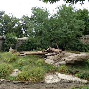 African Lion Exhibit, Africa - Aug. 2021