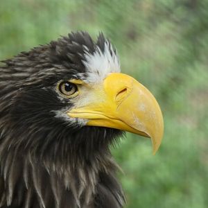 Steller's Sea Eagle, Eagle Erie - Aug. 2021