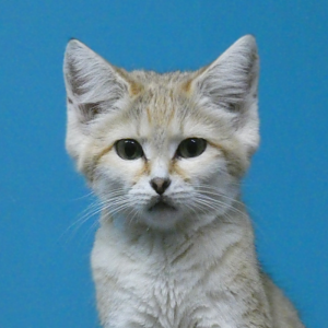 Sand Cat, Night Hunters - Aug. 2021