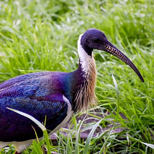 Straw-necked Ibis (Threskiornis spinicollis)