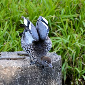 Australian Wood Duck (Chenonetta jubata)