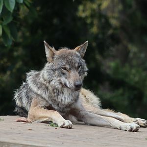 Grey wolf - 1 July 2021