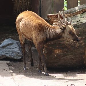 Philippine spotted deer - 1 July 2021