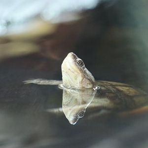 West African mud turtle - 1 July 2021