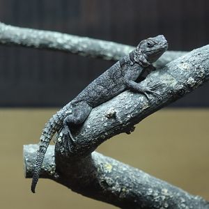 Cuvier's Madagascar swift - 1 July 2021