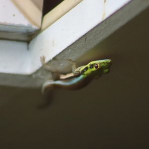 Yellow-headed day gecko - 1 July 2021
