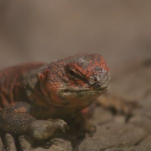 Sahara mastigure - 1 July 2021