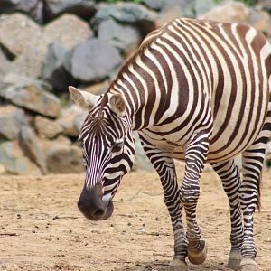 Maneless zebra - 1 July 2021