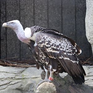 Rueppell's vulture - 1 July 2021