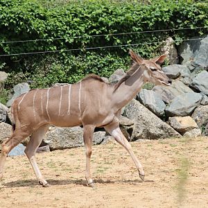 Greater kudu - 1 July 2021