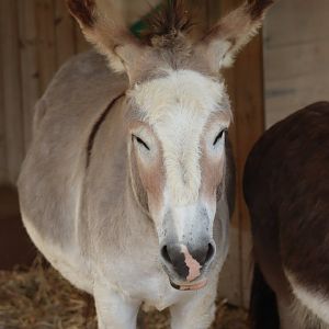 Donkey - 1 July 2021