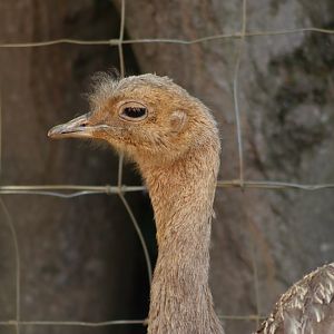Darwin's rhea - 1 July 2021