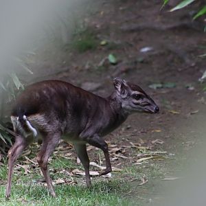 Western blue duiker - 1 July 2021