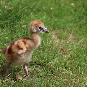 Eastern grey crowned crane chick - 1 July 2021